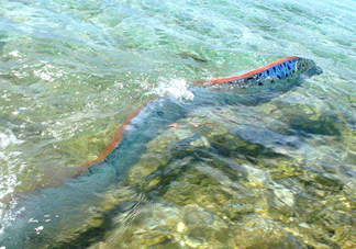 皇帶魚最長有多長？皇帶魚的恐怖傳說