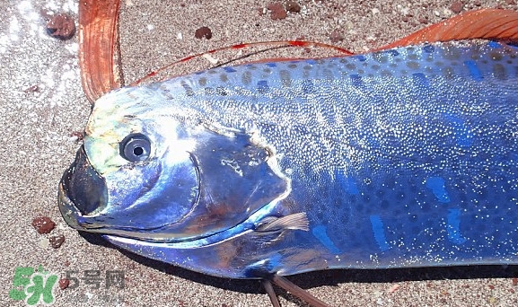 皇帶魚吃什么？皇帶魚吃人嗎？