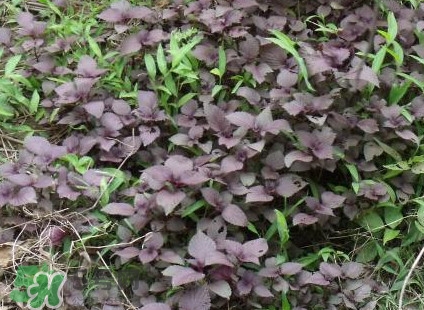 紫蘇葉能經(jīng)常泡茶喝嗎？紫蘇葉與蘇葉一樣嗎