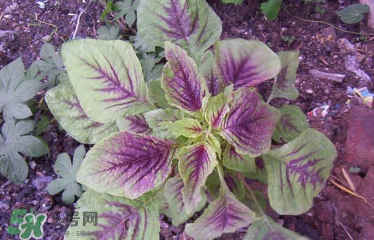 紫蘇是莧菜嗎？紫蘇和莧菜的區(qū)別