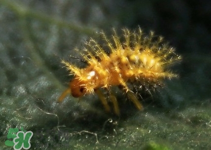 洋辣子是毛毛蟲嗎？洋辣子和毛毛蟲的區(qū)別