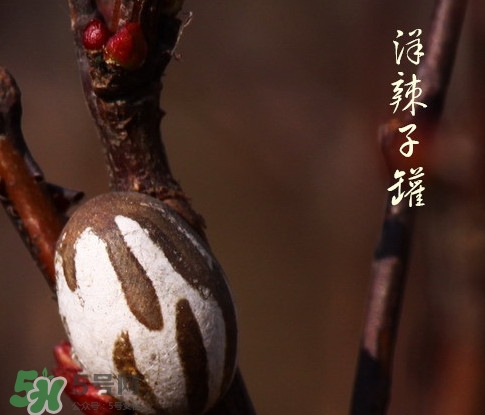 洋辣子罐怎么吃？洋辣子罐有什么營養(yǎng)價值