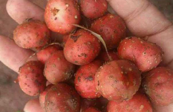 野地瓜哪里可以買到？哪個(gè)地方有種植野地瓜的