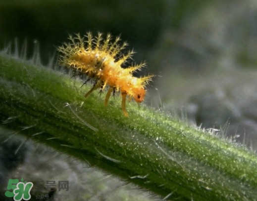 洋辣子是什么？洋辣子能吃嗎？