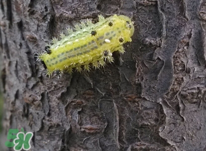 被洋辣子蟄了怎么辦？被洋辣子蟄到怎么治