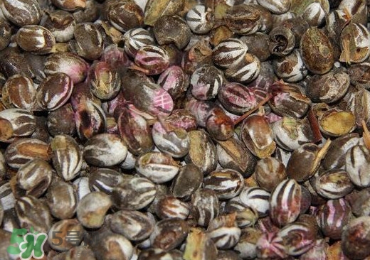 洋辣子是毛毛蟲嗎？洋辣子和毛毛蟲的區(qū)別