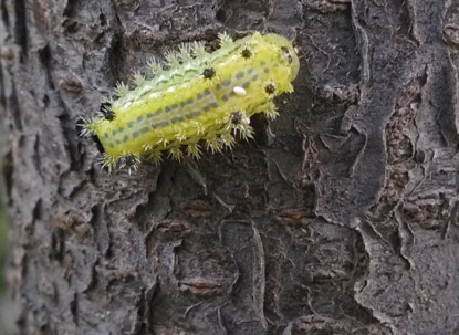 洋辣子多少錢一斤？洋辣子罐是什么