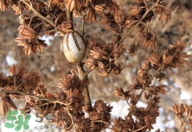 洋辣子罐怎么吃？洋辣子罐有什么營養(yǎng)價值