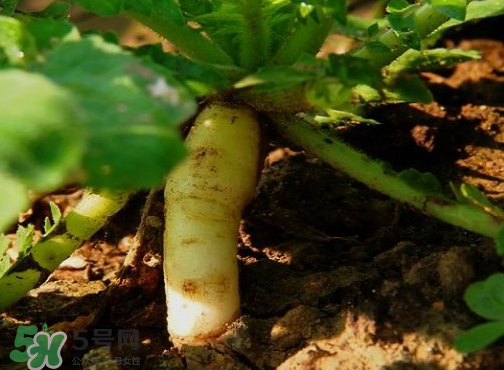 頭伏蘿卜二伏菜是什么意思？頭伏種什么菜？