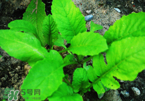 頭伏蘿卜二伏菜是什么意思？頭伏種什么菜？