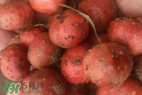 野地瓜是什么？野地瓜好吃嗎