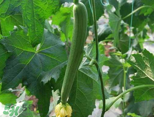 七月份可以種絲瓜嗎？絲瓜幾月份種植？