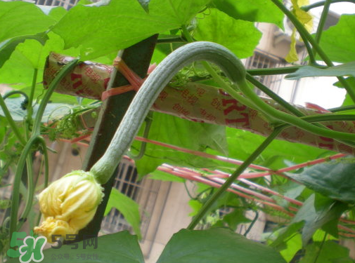 七月份可以種絲瓜嗎？絲瓜幾月份種植？