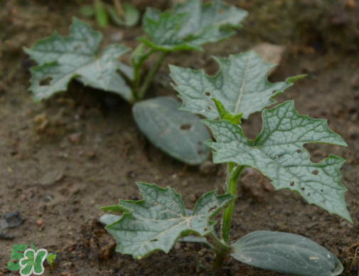 七月份可以種絲瓜嗎？絲瓜幾月份種植？
