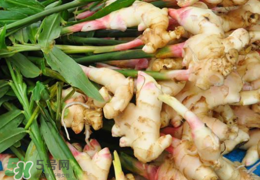 7月份可以種生姜嗎？生姜幾月份種植？