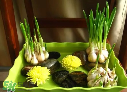 七月份可以種大蒜嗎？七月份怎樣種植大蒜才能發(fā)芽？