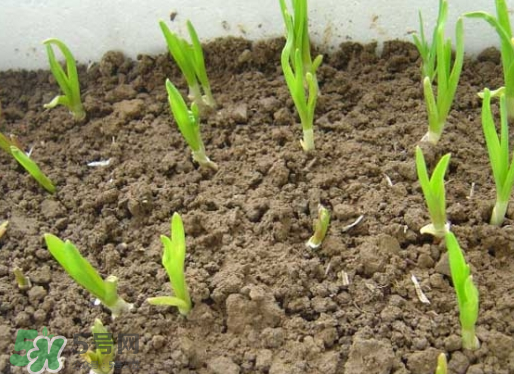 七月份可以種大蒜嗎？七月份怎樣種植大蒜才能發(fā)芽？