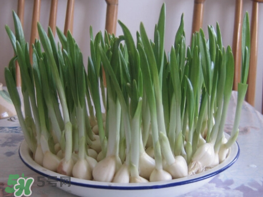 七月份可以種大蒜嗎？七月份怎樣種植大蒜才能發(fā)芽？