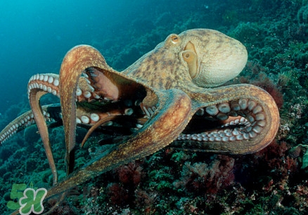 八爪魚(yú)為什么有大米？八爪魚(yú)為什么有墨汁