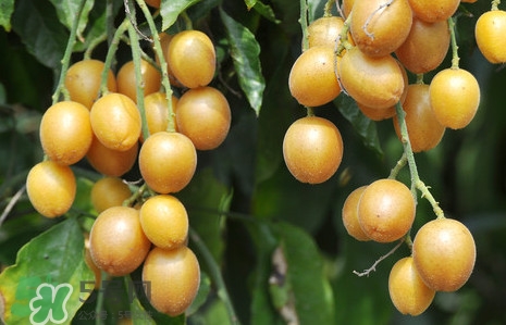 黃皮果能解酒嗎？黃皮果可以解酒嗎