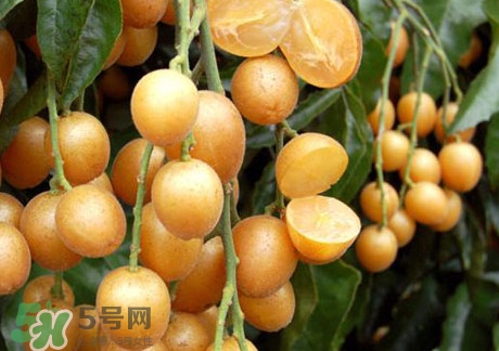 黃皮果可以放冰箱嗎？黃皮果可以放多久