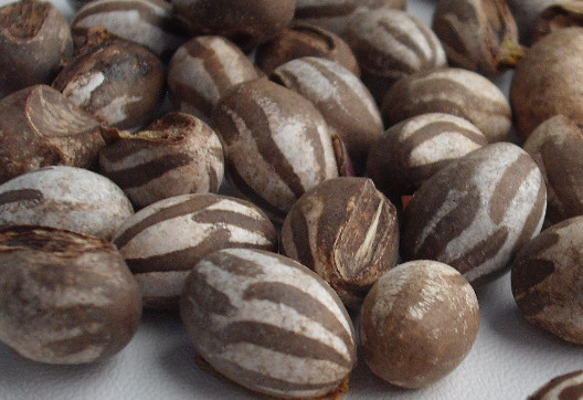 洋辣子多少錢一斤？洋辣子罐是什么