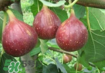 無花果什么品種最好？無花果哪種品種好吃