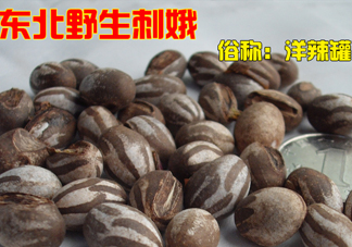 洋辣子多少錢一斤？洋辣子罐是什么