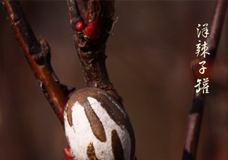 洋辣子罐怎么吃？洋辣子罐有什么營養(yǎng)價值