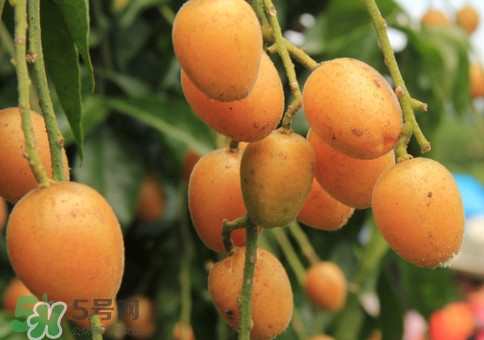 黃皮果能解酒嗎？黃皮果可以解酒嗎