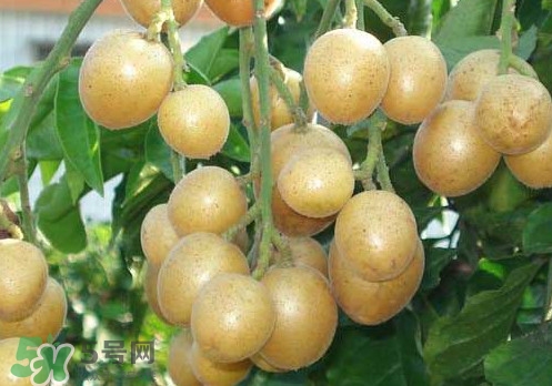 黃皮果可以放冰箱嗎？黃皮果可以放多久