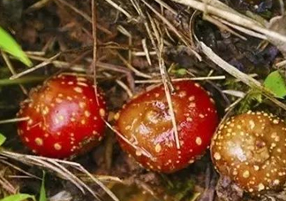 野地瓜是什么？野地瓜好吃嗎