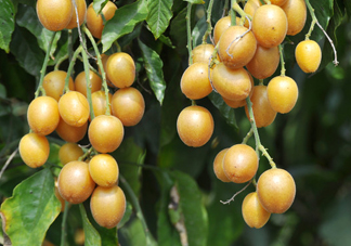 黃皮果能解酒嗎？黃皮果可以解酒嗎