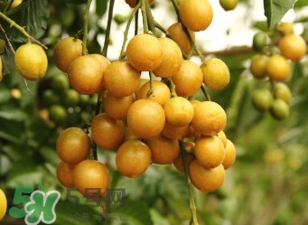 黃皮果什么人不能吃？黃皮果不能和什么一起吃