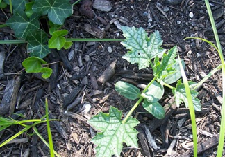 七月份可以種絲瓜嗎？絲瓜幾月份種植？