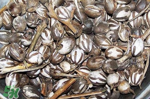 洋辣子罐怎么吃？洋辣子罐有什么營養(yǎng)價值