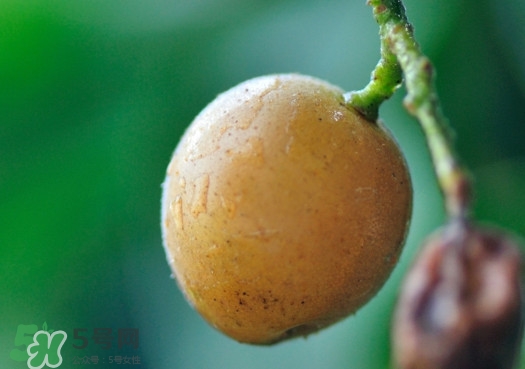 黃皮果可以減肥嗎？黃皮果能減肥嗎