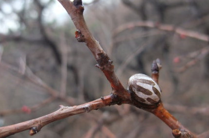 洋辣子多少錢一斤？洋辣子罐是什么