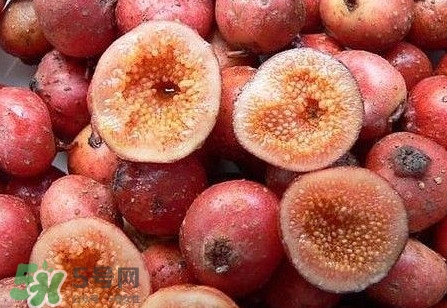 野地瓜是什么？野地瓜好吃嗎