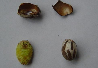 洋辣子是毛毛蟲嗎？洋辣子和毛毛蟲的區(qū)別