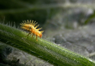 洋辣子是什么？洋辣子能吃嗎？