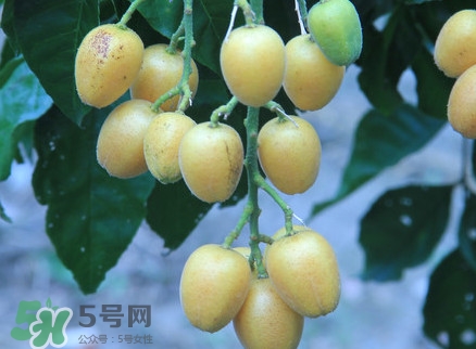 黃皮果什么人不能吃？黃皮果不能和什么一起吃