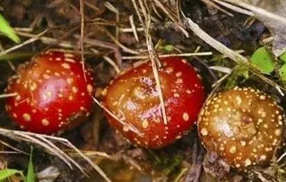 野地瓜哪里可以買到？哪個(gè)地方有種植野地瓜的