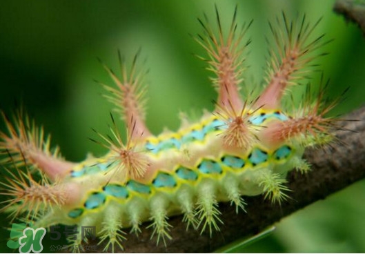 被洋辣子蟄了怎么辦？被洋辣子蟄到怎么治