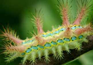 被洋辣子蟄了怎么辦？被洋辣子蟄到怎么治