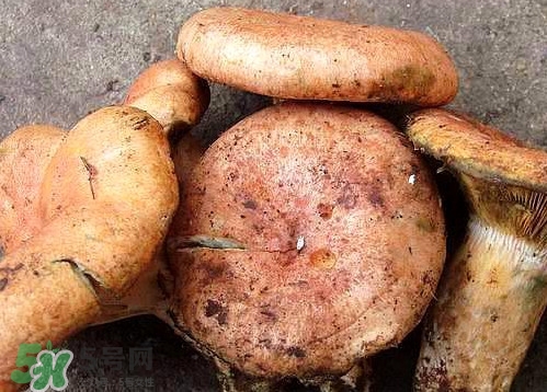 重陽菌可以種植嗎？重陽菌為什么不能人工種植？