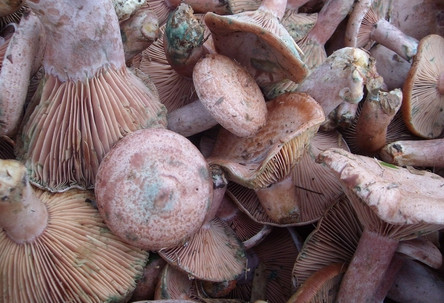 樅樹菌不能與什么同食？樅樹菌不能和什么一起吃