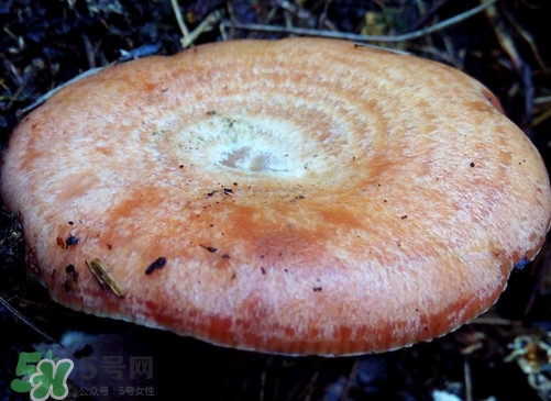 重陽菌什么時候有？重陽菌不能與什么食物一起吃