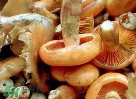 樅樹菌有毒嗎？樅樹菌怎么做好吃？