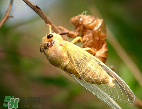 入伏還有知了猴嗎？入伏后還有知了猴嗎？